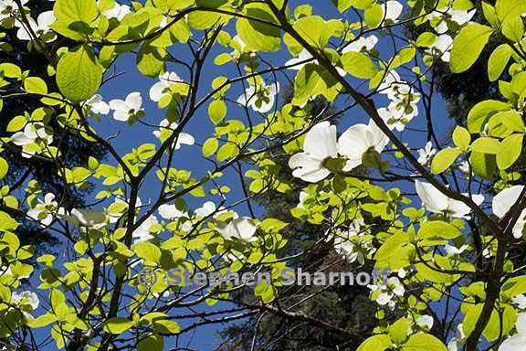 cornus nuttallii 4 graphic